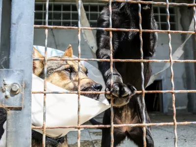 18.08.2016. Zaveti&scaron;če za zapu&scaron;čene živali Ljubljana, Gmajnicepesfoto: Bojan Velikonja