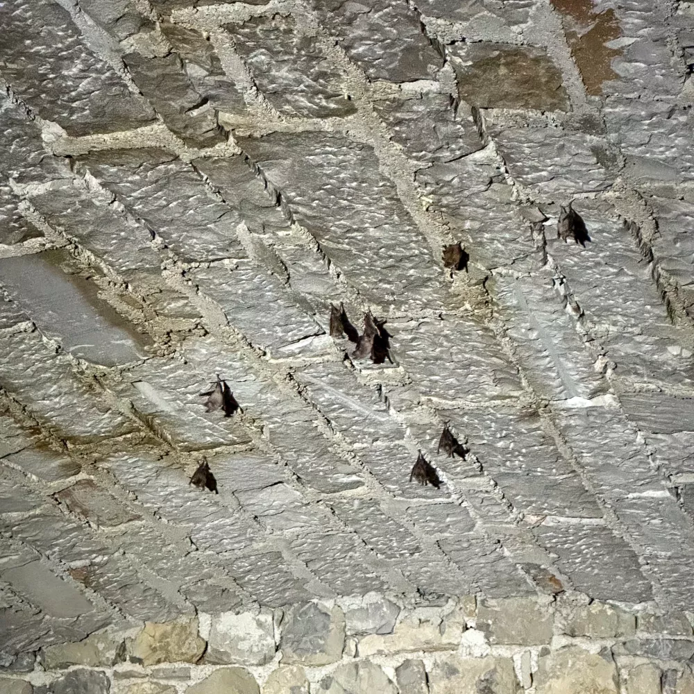 Nesli&scaron;no &ndash; sli&scaron;no, med netopirji je rezultat večletnega raziskovanja na preseči&scaron;ču umetnosti in znanosti &ndash; v prostoru, kjer narava spregovori skozi zvok.&nbsp;Foto: Bo&scaron;tjan Perov&scaron;ek