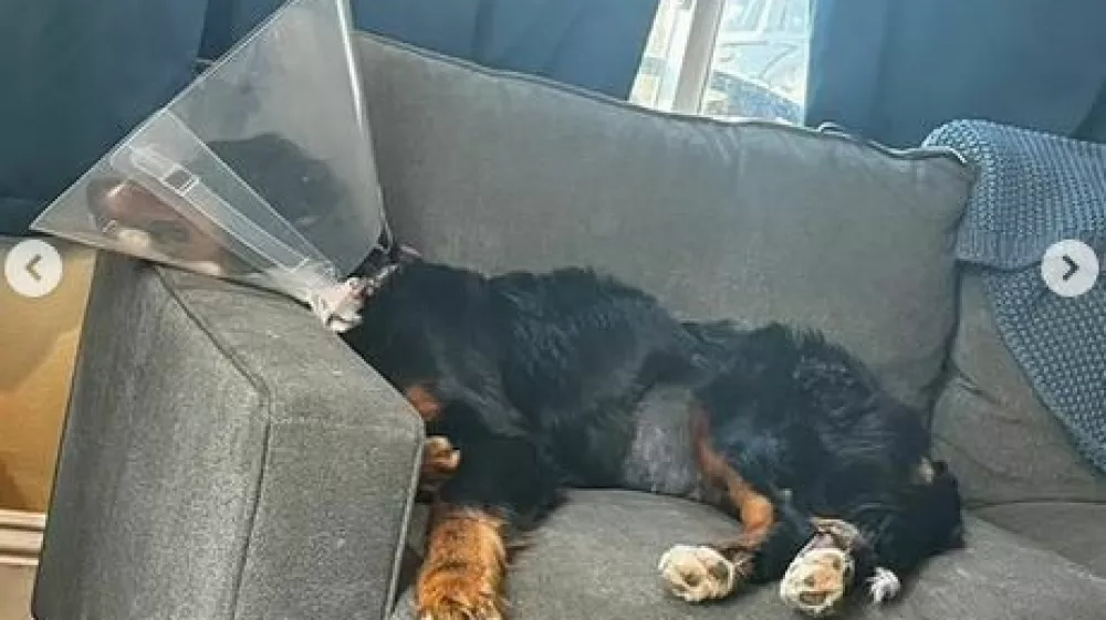 Bernska plan&scaron;arka Luna je več kot očitno nezdravo obesedena z nogavicami. 