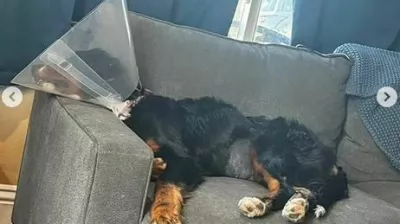 Bernska plan&scaron;arka Luna je več kot očitno nezdravo obesedena z nogavicami. 