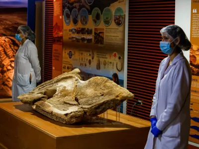 Dragocena najdba iz Peruja. Foto: Reuters