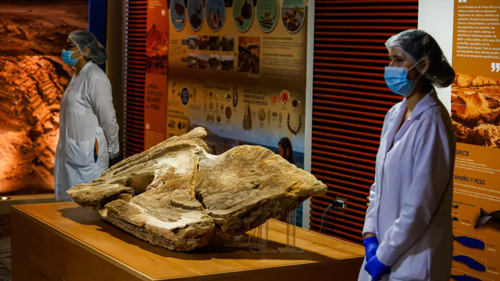 Dragocena najdba iz Peruja. Foto: Reuters