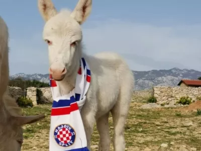 Mali Mario iz Raba je velik navijač Hajduka. F Dora &Scaron;imičić/OPG Kanat