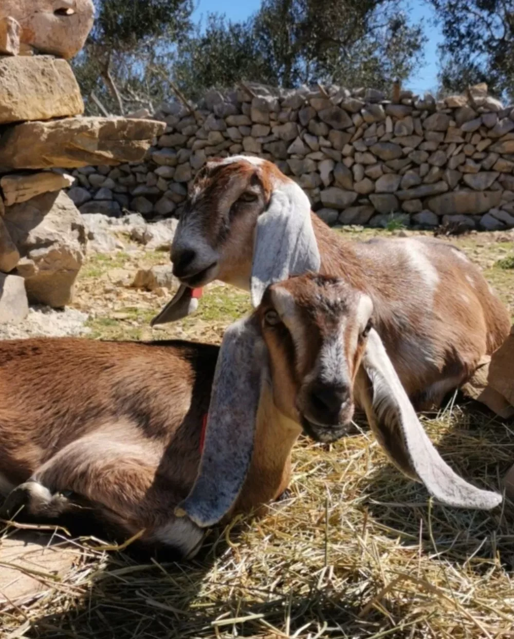Na kmetiji živita tudi dve anglo-nubijski kozi. F Dora &Scaron;imičić/OPG Kanat