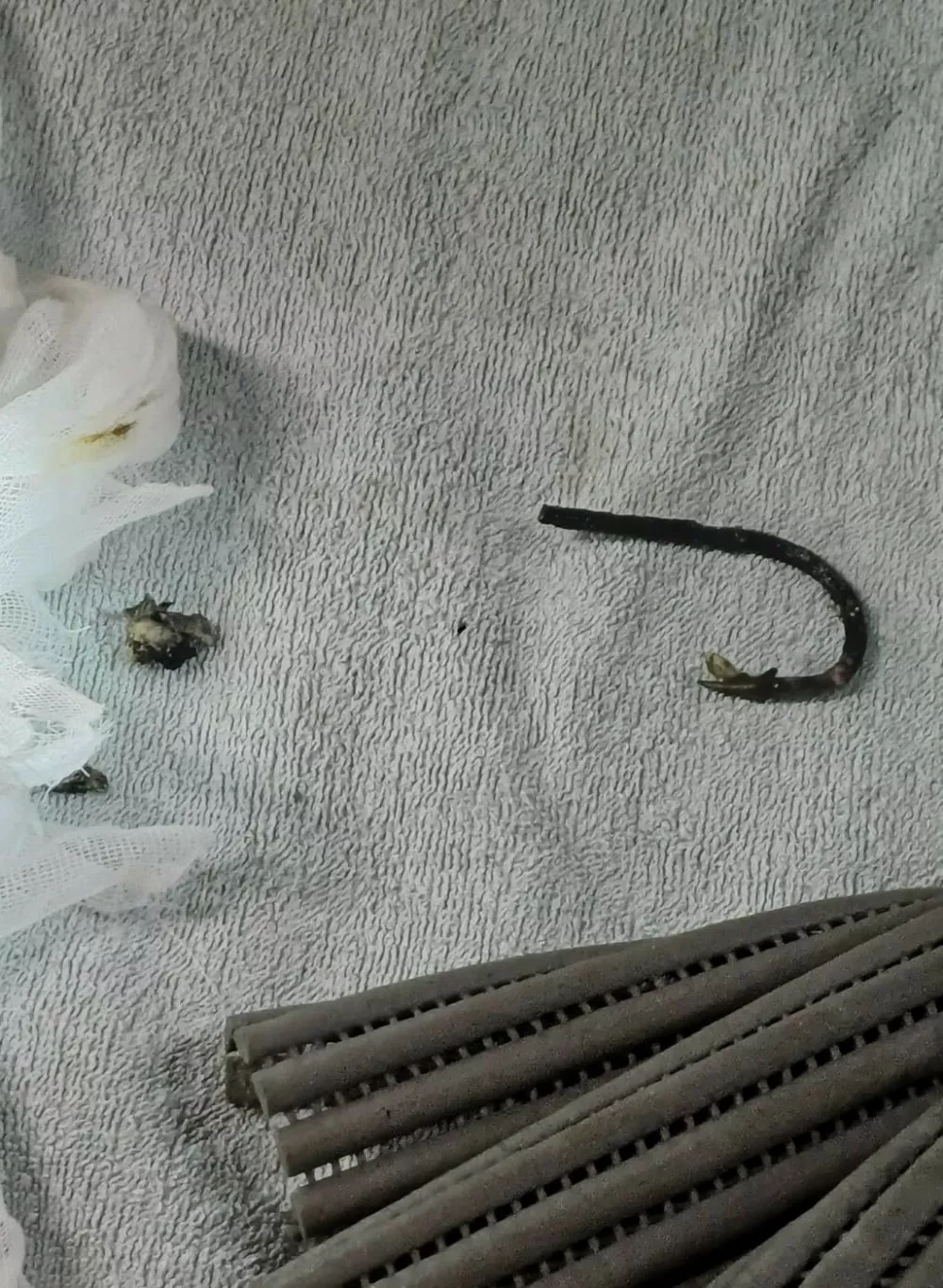 Foto: družina Poličnik/Aquarium Pula