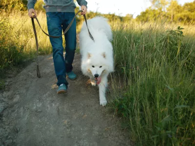 Dog samoyed and his owner. Cool dog and young man having fun in a park. Concepts of friendship