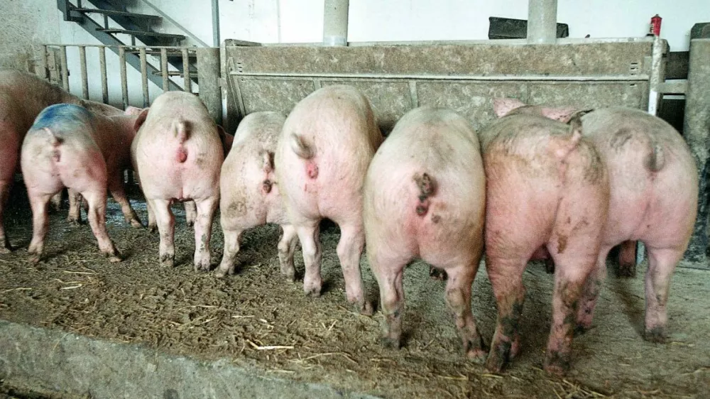 kmetijstvo, pra&scaron;iči, hlev: Fto: Luka Cjuha