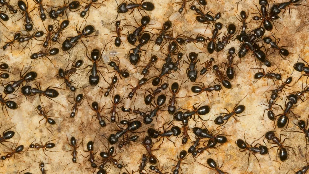 Veliko mravelj na kupu