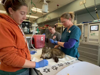 Kot po čudežu preživela Mirage je na varnem. Foto: Dru&scaron;tva za živali Best Friends