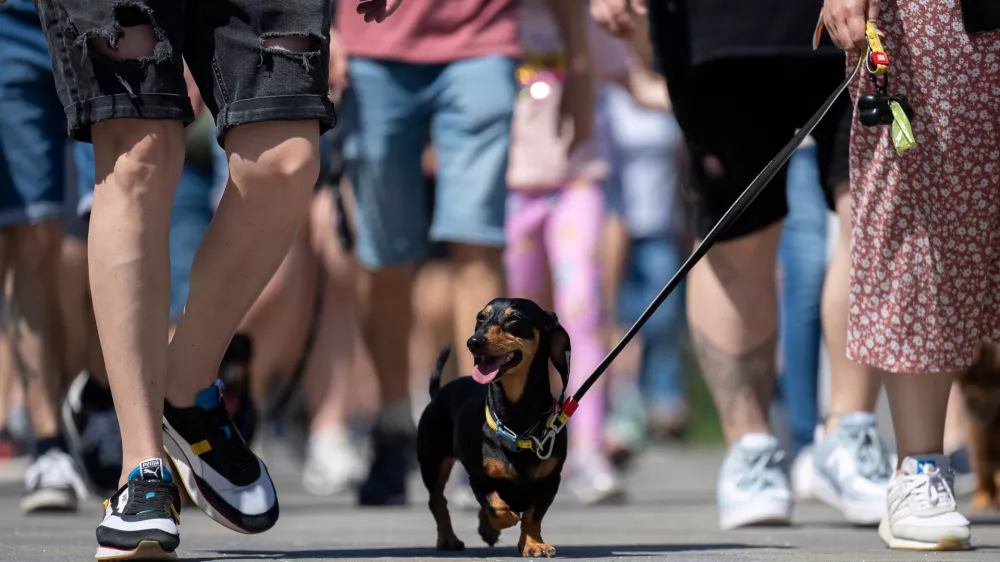 A Dachshund and owner take part in an attempt to set Hungary's record for the largest dog walk of a single breed, at Budapest City Park, Budapest, Thursday, May 1, 2025. (AP Photo/Denes Erdos)