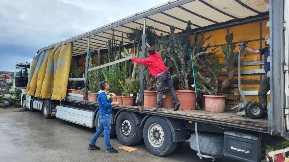 Letos bo prvič zacvetela ena od agav, ki spada med ogrožene vrste. Foto: Jože Bavcon