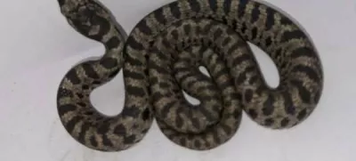 Strokovnjaki domnevajo, da je kača v Zagreb prispela kot slepi potnik, skrita v vozilu, ki je pripotovalo iz obmorskih krajev. Foto: Facebook