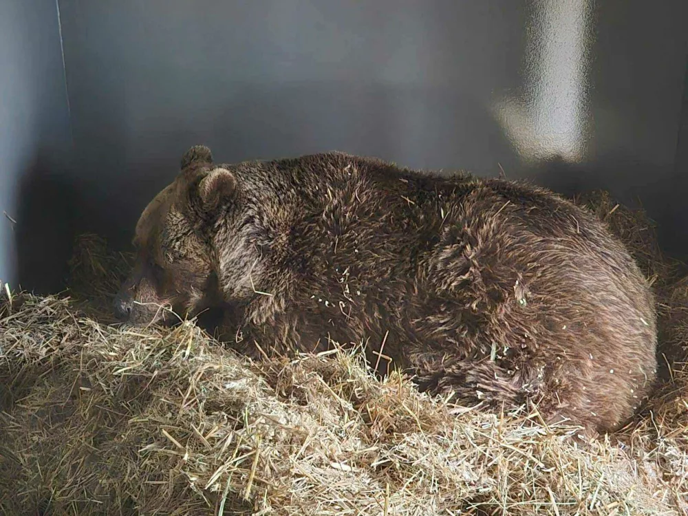 Medved Felix prvič spi na slami v svojem prilagoditvenem ograjenem prostoru. Tam bo tri tedne v karanteni, nato pa bo imel dostop do svojega velikega zunanjega ograjenega prostora. F Four Paws
