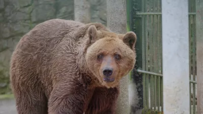 Medved Felix je pri 34 letih dočakal medveda vredno življenje v Spodnji Avstriji. F Four Paws