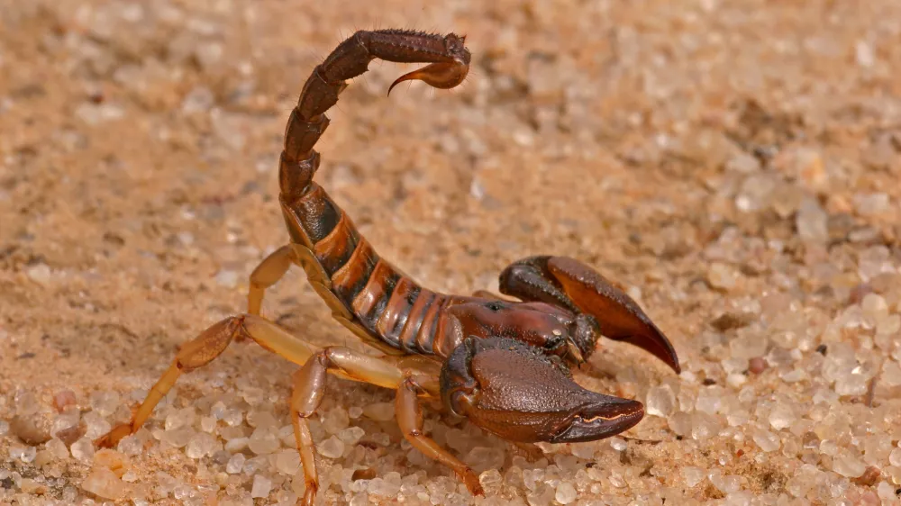 Aggressive scorpion (Opistophthalmus carinatus) in defensive position, Kalahari desert, South Africa