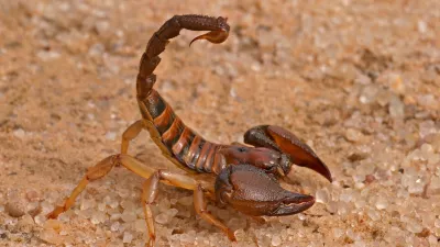 Aggressive scorpion (Opistophthalmus carinatus) in defensive position, Kalahari desert, South Africa