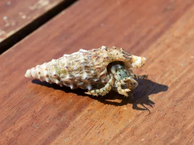 Oblasti &scaron;e niso ugotovile, zakaj so Kitajci sku&scaron;ali pretihotapiti ogromno količino rakov. Simbolična fotografija: Profimedia