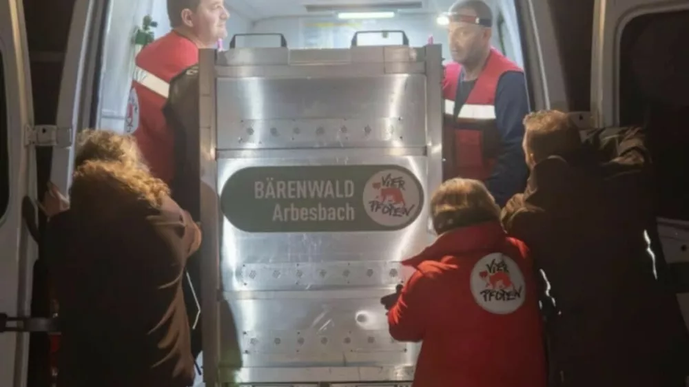 Vrnitev medveda Felixa.