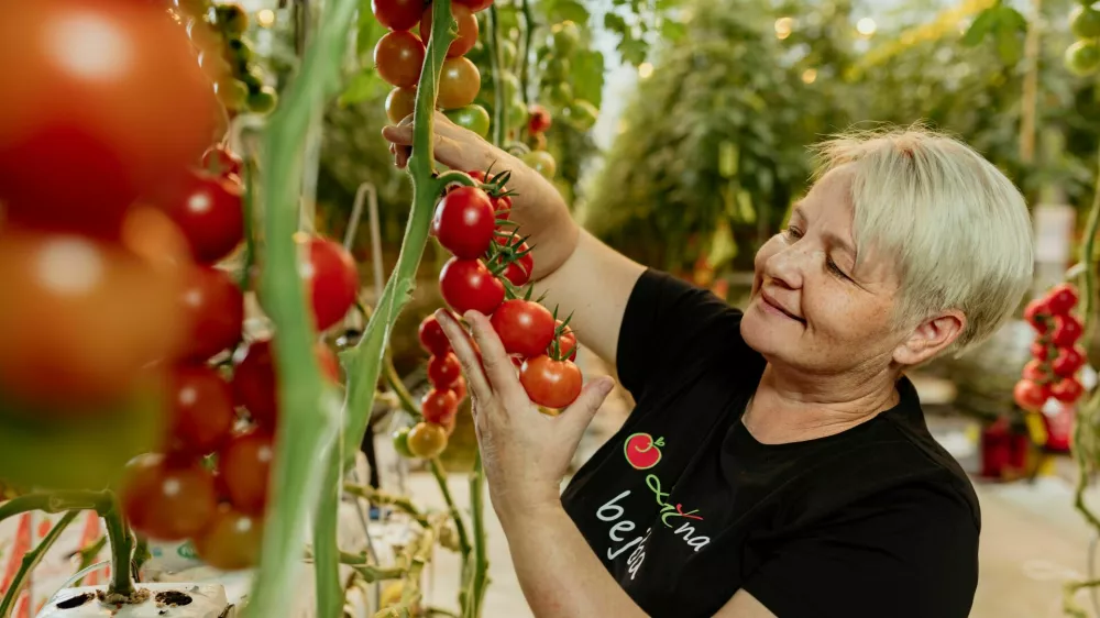 V podjetju bodo letos pridelali okoli 5 tisoč ton paradižnika, ki ga sicer na letni ravni pridelajo dvakrat več kot vsi drugi pridelovalci skupaj. F Paradajz