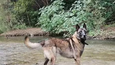 I&scaron;če se belgijski kuža