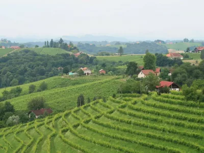 vinograd, Prlekija, Jeruzalem, trta. Foto: Tatjana Pihlar 