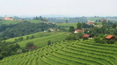 vinograd, Prlekija, Jeruzalem, trta. Foto: Tatjana Pihlar 