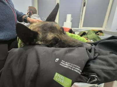 Lairy je bil vidno podhlajen in močno dehidriran, tudi desna noga je večkrat zlomljena. Foto: K9 iskanje pogre&scaron;anih
