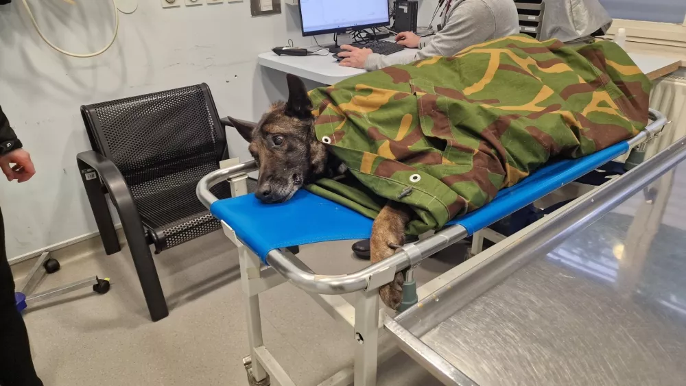 Na kliniki je takoj dobil toplo infuzijo in protibolečinsko terapijo. Foto: K9 iskanje pogre&scaron;anih
