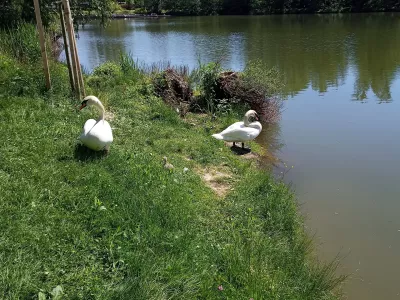 Laboda, ki že nekaj let živita in na pomlad tudi gnezdita ob Kose&scaron;kem bajerju, sta se razveselila nara&scaron;čaja. Foto: Nina Knaus