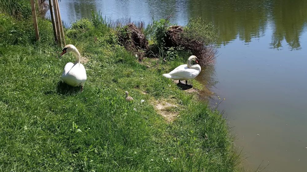 Laboda, ki že nekaj let živita in na pomlad tudi gnezdita ob Kose&scaron;kem bajerju, sta se razveselila nara&scaron;čaja. Foto: Nina Knaus