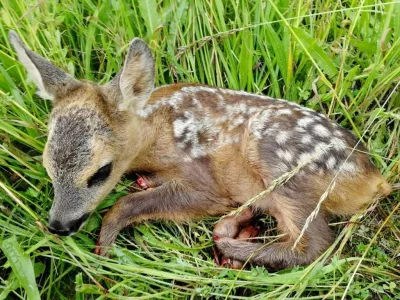 Foto: Lovska zveza Slovenije