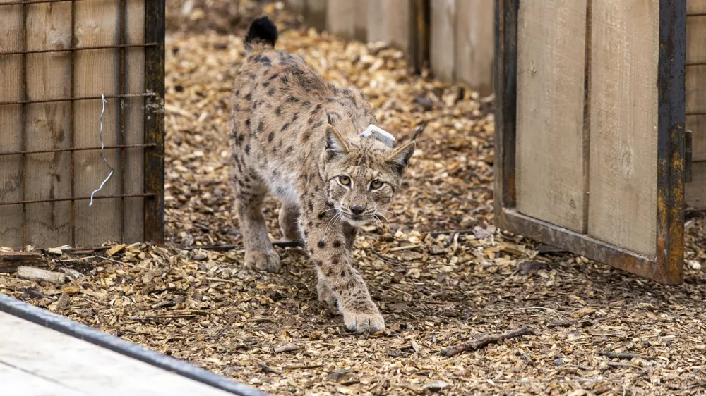 - 28.04.2021 &ndash; Pokljuka - izpust risov Lenke, Julije in Trisa, ki so jih v okviru projekta LIFE Lynx pripeljali iz Romunije in Slova&scaron;ke v Slovenijo. //FOTO: Matjaž Ru&scaron;t / Foto: Matjaž Ru&scaron;t