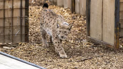 - 28.04.2021 &ndash; Pokljuka - izpust risov Lenke, Julije in Trisa, ki so jih v okviru projekta LIFE Lynx pripeljali iz Romunije in Slova&scaron;ke v Slovenijo. //FOTO: Matjaž Ru&scaron;t / Foto: Matjaž Ru&scaron;t