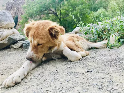 A poor injured dog keeps licking a bloody scar on his leg / Foto: Prospective56