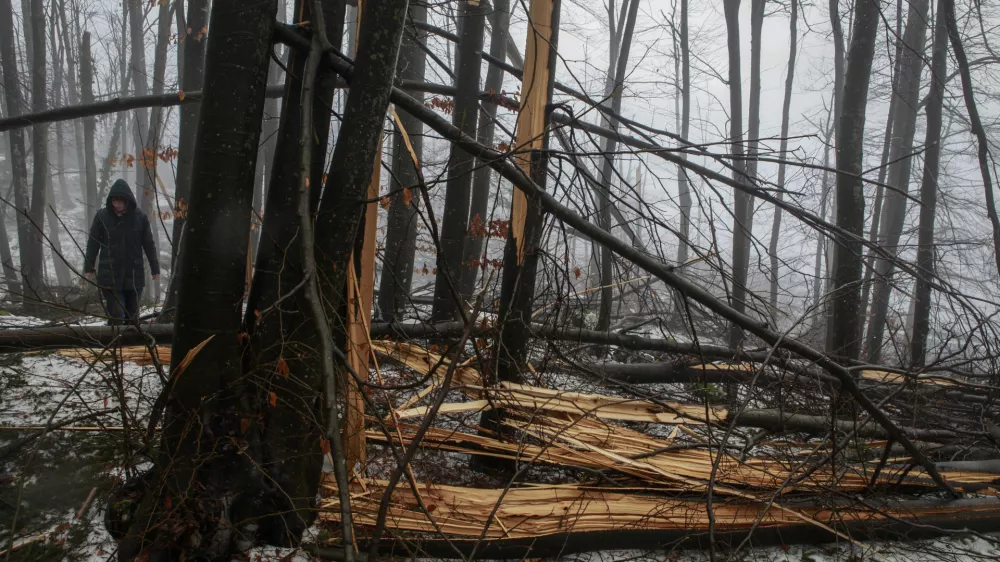 Stanje v gozdovih je bolj&scaron;e, kot so sprva kazali podatki iz gozdnih inventur za obdobje 2012&ndash;2018, je pojasnil Primož Simončič, raziskovalec na Gozdarskem in&scaron;titutu Slovenije, ki ga je v preteklosti tudi vodil. Fotografija je simbolična.
Foto: Luka Cjuha