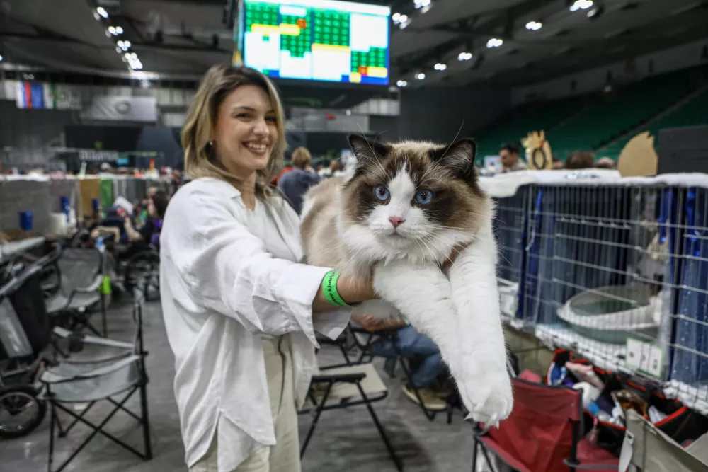 18.05.2025 - razstava mačk Hala tivoliFoto: Luka Cjuha