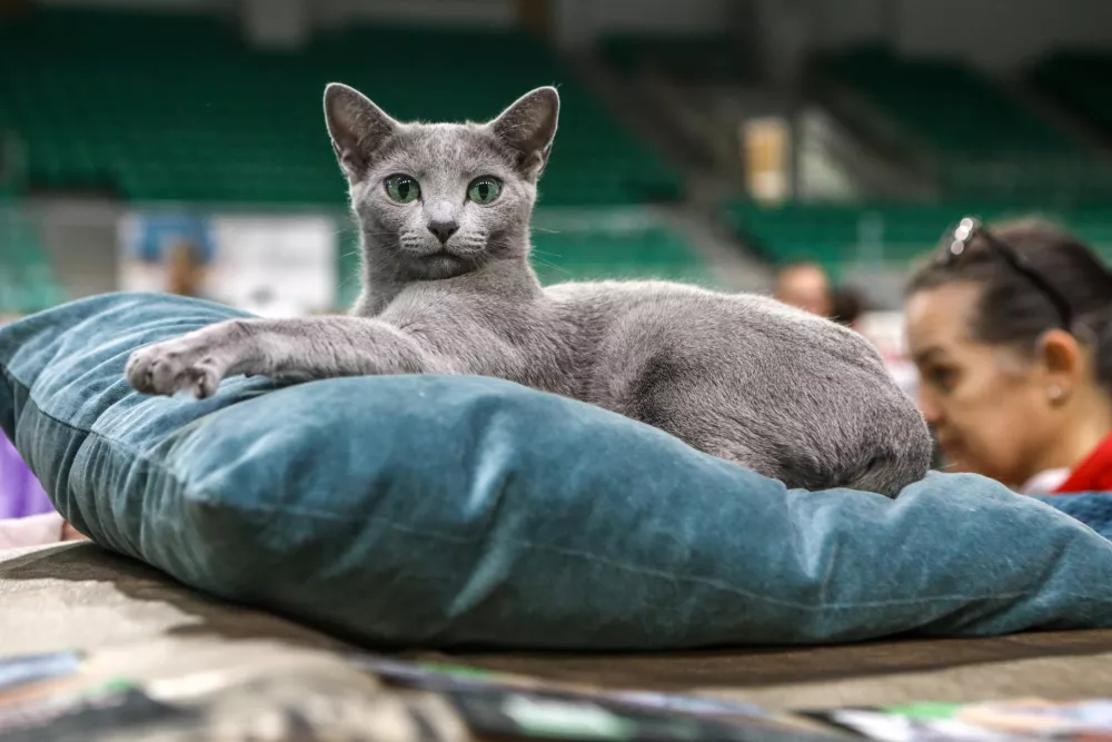 18.05.2025 - razstava mačk Hala tivoliFoto: Luka Cjuha