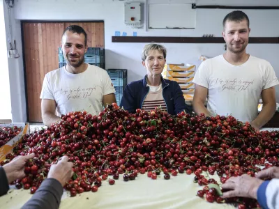 - 16.05.2025 - Domačija Bizjak, vinogradni&scaron;tvo, sadjarstvo, če&scaron;nje//FOTO: Jaka Gasar