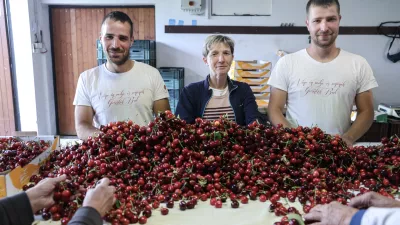 - 16.05.2025 - Domačija Bizjak, vinogradni&scaron;tvo, sadjarstvo, če&scaron;nje//FOTO: Jaka Gasar