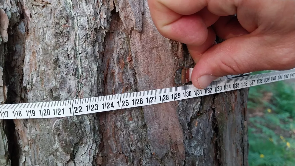 Namig na 14. točki: obseg drevesa je 130 centimetrov. Treba je izračunati njegov premer. Bo &scaron;lo? Foto: Vesna Levičnik