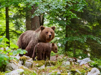 Brown bear - close encounter with a big mother wild brown bear with her cubs in the forest and mountains of the Notranjska region in Slovenia / Foto: Henk Bogaard