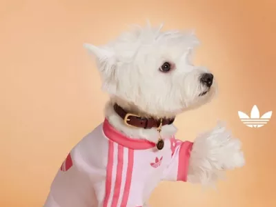 Modna oblačila za živali. F Press adidas