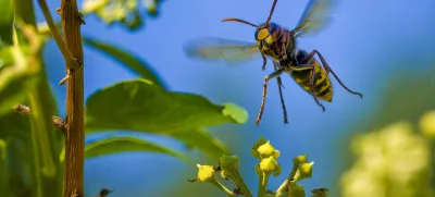Macro shot from a flying hornet (Vespa crabro) over ivy blossoms in the sunshine. / Foto: Mickis-fotowelt