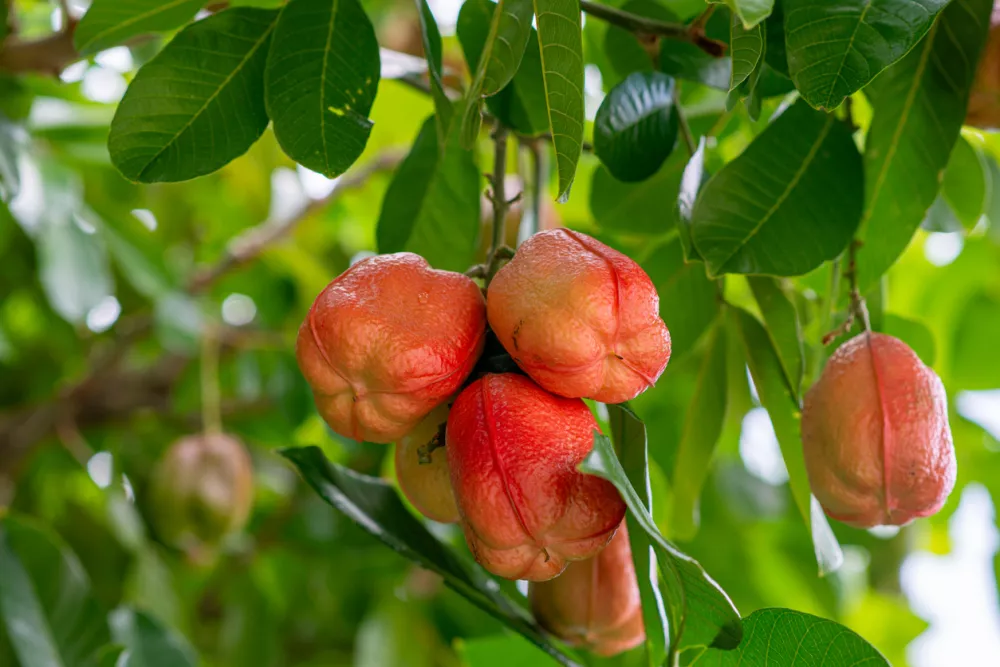 Sadež aki (ackee) / Foto: Istock