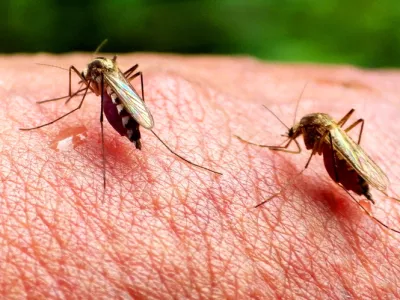 Komarji &ndash; najnevarnej&scaron;a živalska vrstaDANS L'OEIL DU MOUSTIQUE / MOSQUITOS ON THE RISEfrancoska dokumentarna oddaja, 2016