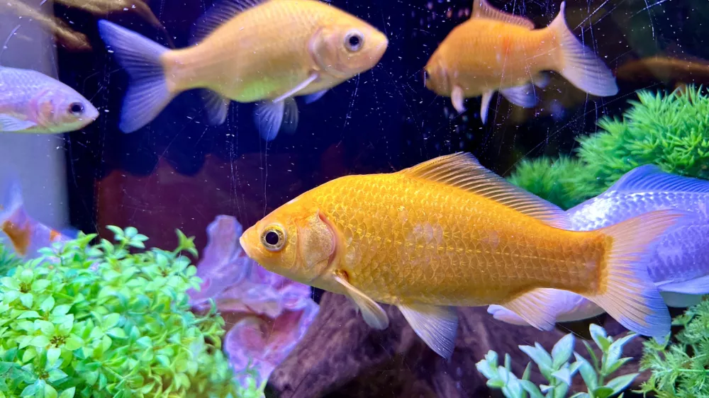 zlata ribica v akvariju / Foto: Getty Images, Istock