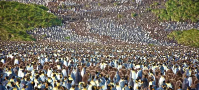 Študija ugotavlja, da pingvinji iztrebki ustvarjajo oblake, ki pomagajo ohladiti planet. Foto: iStock