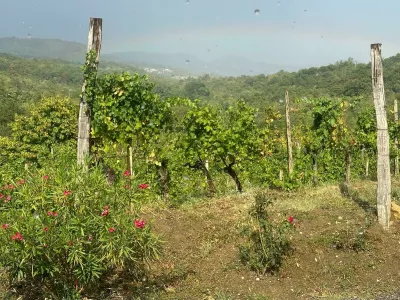 vinograd, tilia, vipavska dolina