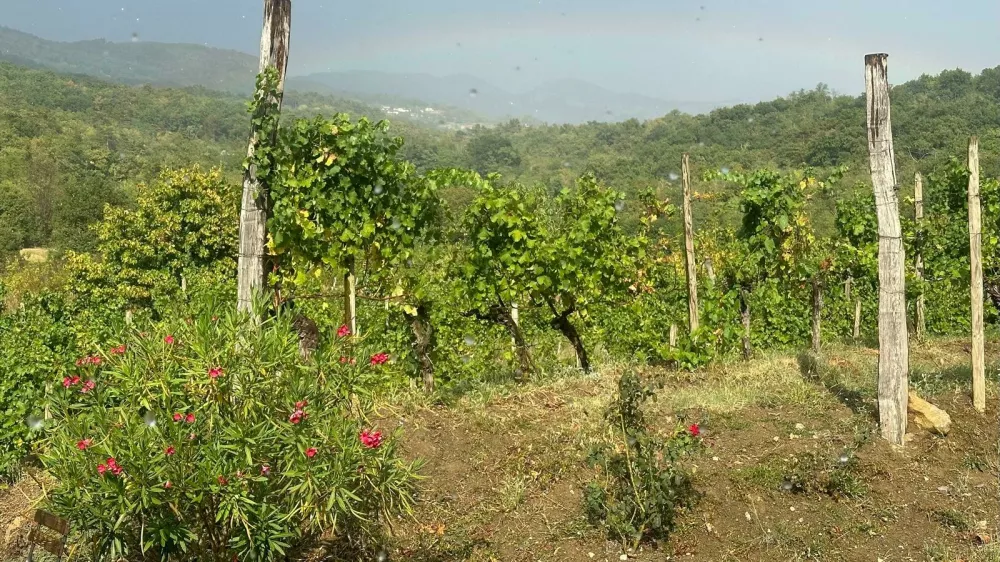 vinograd, tilia, vipavska dolina