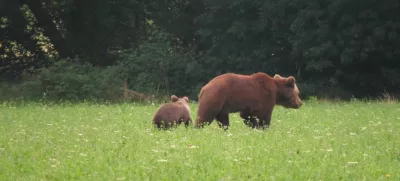 medvedka z mladičem na travniku pred gozdom